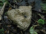 Lasallia papulosa image