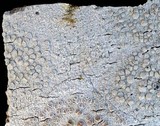 Lecanora carpinea image