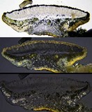 Lecanora carpinea image