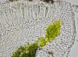 Lecanora carpinea image