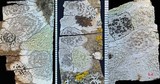 Lecanora carpinea image