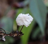 Marasmius epiphyllus image