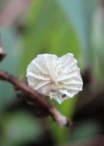 Marasmius epiphyllus image