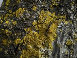 Candelaria concolor image