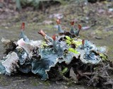 Peltigera praetextata image