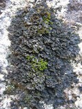 Blennothallia crispa image
