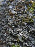Blennothallia crispa image