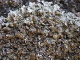 Squamarina cartilaginea var. cartilaginea image
