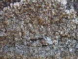 Squamarina cartilaginea var. cartilaginea image
