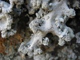 Parmotrema reticulatum image