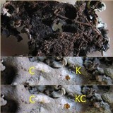 Parmotrema reticulatum image