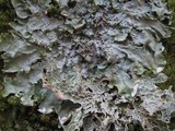 Lobaria virens image