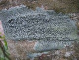 Pertusaria hymenea image