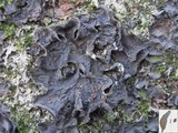 Leptogium cochleatum image