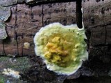 Hypocrea sulphurea image