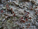 Lobaria virens image