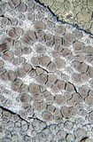 Lecanora carpinea image