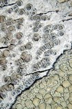 Lecanora carpinea image