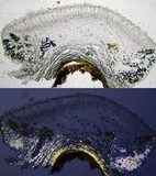 Lecanora carpinea image