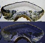 Lecanora carpinea image