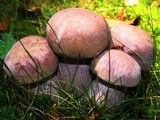Tylopilus plumbeoviolaceus image