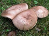 Tylopilus plumbeoviolaceus image