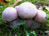 Tylopilus plumbeoviolaceus image