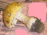 Amanita heterochroma image
