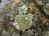 Rhizoplaca subdiscrepans image