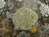 Rhizoplaca subdiscrepans image