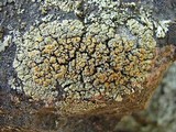 Rhizoplaca subdiscrepans image