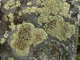 Rhizoplaca subdiscrepans image