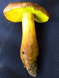 Aureoboletus innixus image