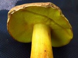 Aureoboletus innixus image