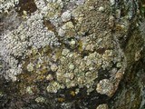 Rhizoplaca subdiscrepans image