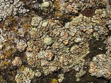 Rhizoplaca subdiscrepans image