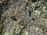 Rhizoplaca subdiscrepans image