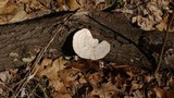 Trametes gibbosa image