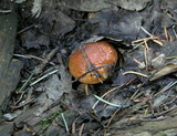 Pholiota velaglutinosa image