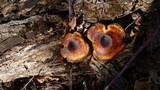 Royoporus badius image