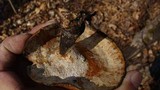 Royoporus badius image
