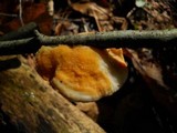 Hypocrea pallida image