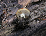 Pholiota velaglutinosa image
