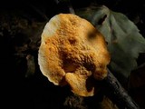 Hypocrea pallida image