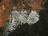Rhizoplaca subdiscrepans image