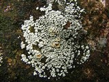 Rhizoplaca subdiscrepans image
