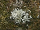 Rhizoplaca subdiscrepans image