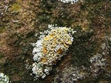 Rhizoplaca subdiscrepans image