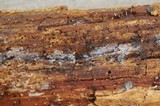 Tubulicrinis sororius image