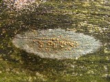 Lecanora symmicta image
